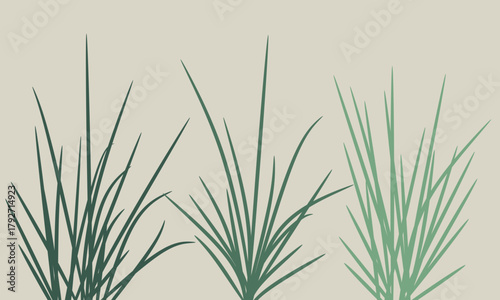 Illustration of green grasses. Lemongrass 