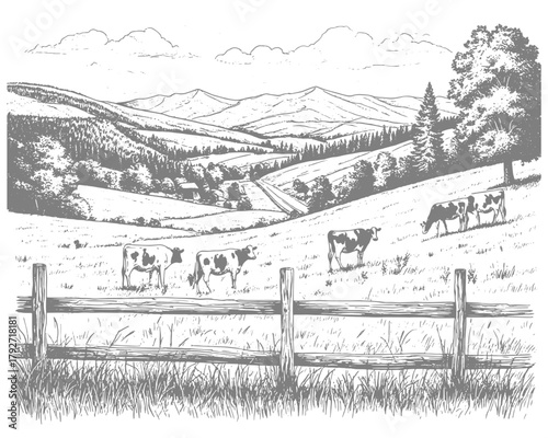 Spacious pastures on hills. There are mountains and forests on the horizon. Cows graze in field, grass and bushes in the foreground. Vector illustration. Sketch on a white background 78