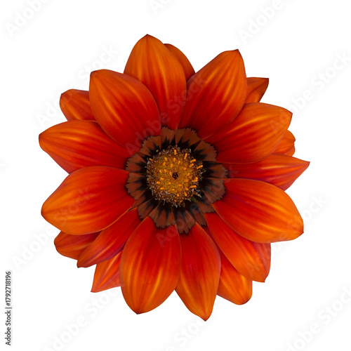 オレンジ色のガザニアの花