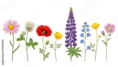 Vector illustration of assortment of colorful wildflowers including daisies, poppies, and lupines on a transparent background