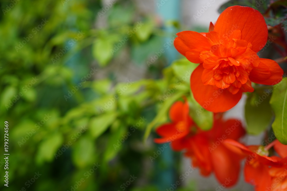 Obraz premium Tuberous begonia (Begonia × tuberhybrida) in full bloom.