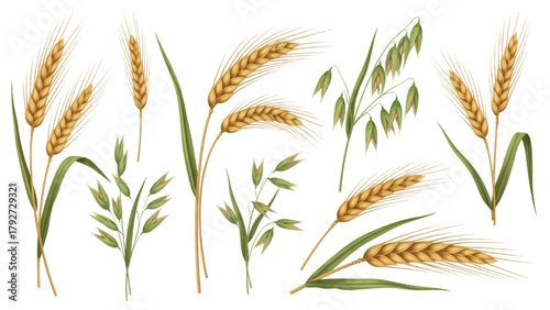 Vector illustration of collection of wheat and oat ears on a transparent background