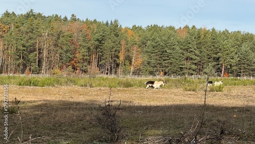 Ziegen auf einer Lichtung 