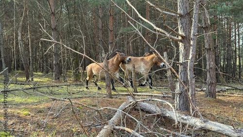 Przewalski Pferde im Wald