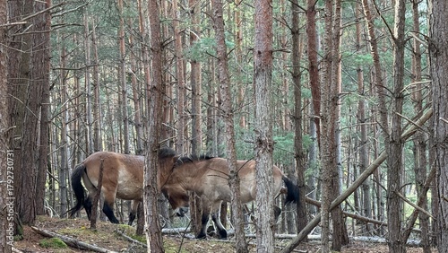 Przewalski Pferde in Franken