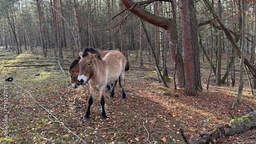 Przewalski Pferde in Franken