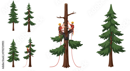 Arborists climbing tall pine trees for maintenance and conservation