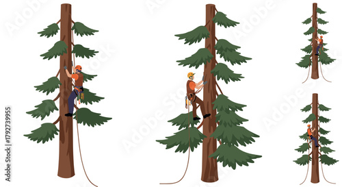 Arborist climbing tree with safety gear in multiple views