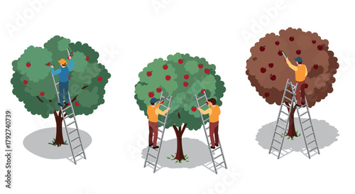 Isometric workers harvesting apples from trees with ladders in diverse seasonal colors