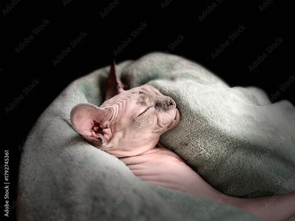 Naklejka premium A funny Sphynx cat in a blanket