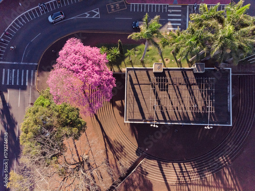 Aerial View of Pink Flowering Tree in Urban Park with Curved Road and Pavilion