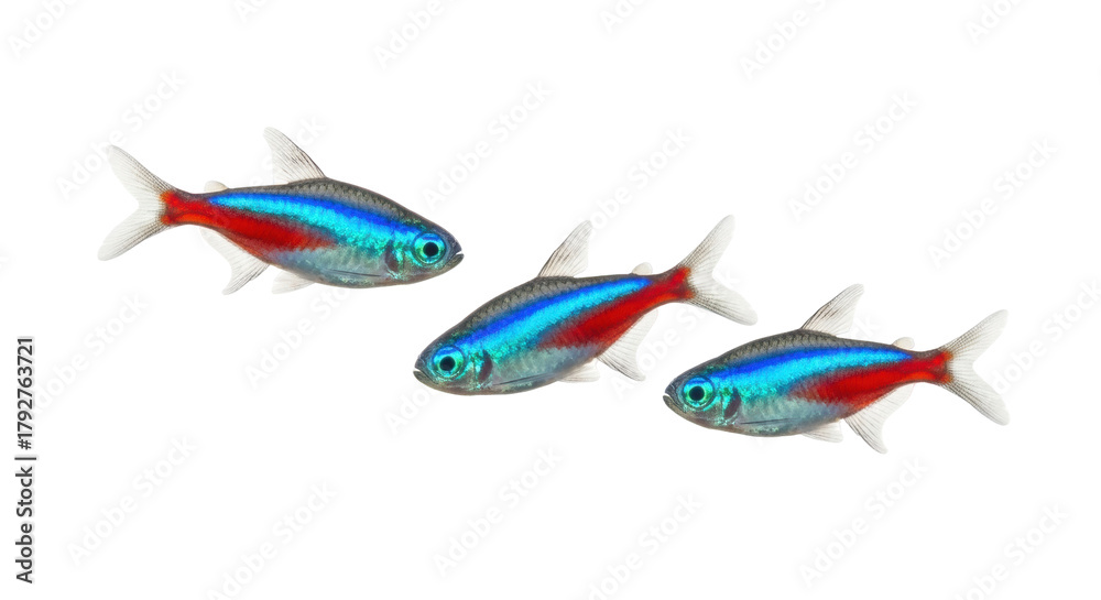Fototapeta premium Isolated group of neon tetras, popular freshwater fish with vibrant blue and red stripes
