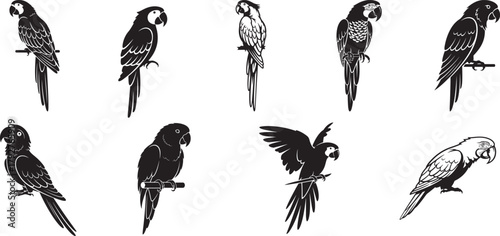 Parrot silhouette vector set featuring tropical bird pose, exotic wildlife perch and flying illustration