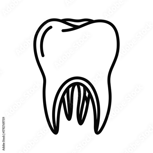 Outline illustration of a single tooth showing its internal structure