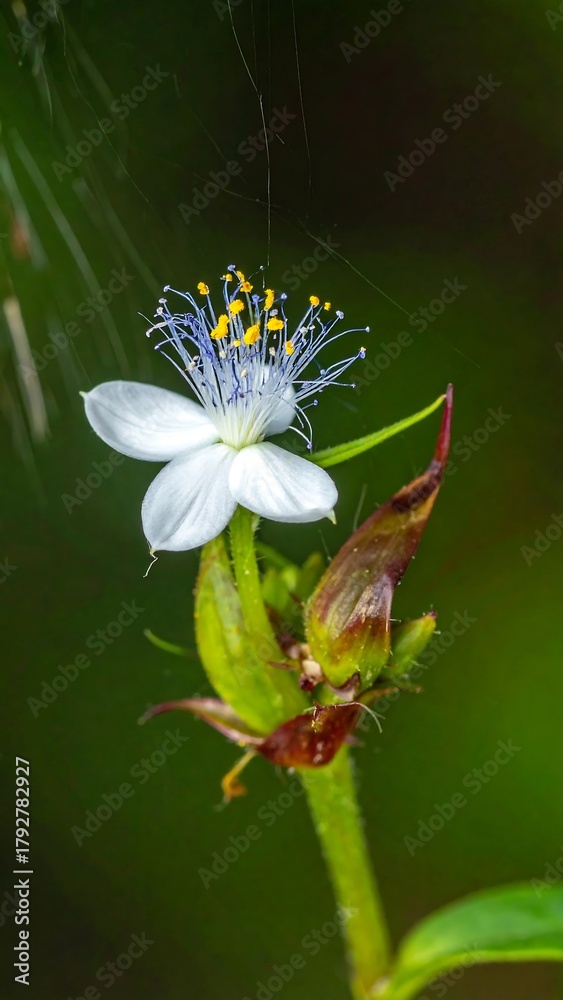 Obraz premium Delicate Spiderwort Bloom - A Close-Up of Natures Beauty.