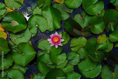 水面のピンクの花