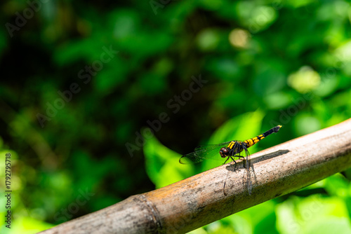 竹にとまるオオシオカラトンボ