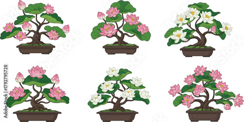 Beautiful lotus bonsai trees with pink and white flowers, perfect for home decor, nature, garden art