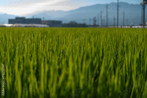朝露に濡れる稲穂