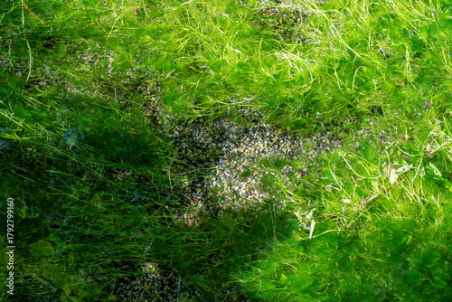 水中の緑の絨毯