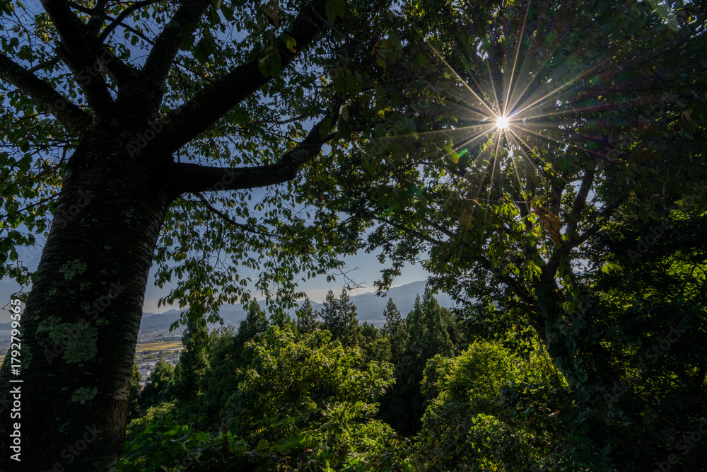 Obraz premium 強い日差しと影