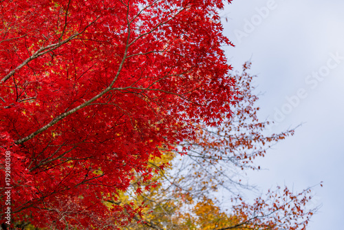 紅葉の風景2