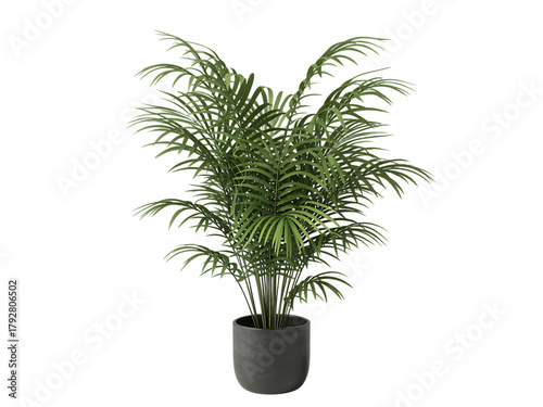 Areca palm plant in a dark gray pot, isolated on transparent background
