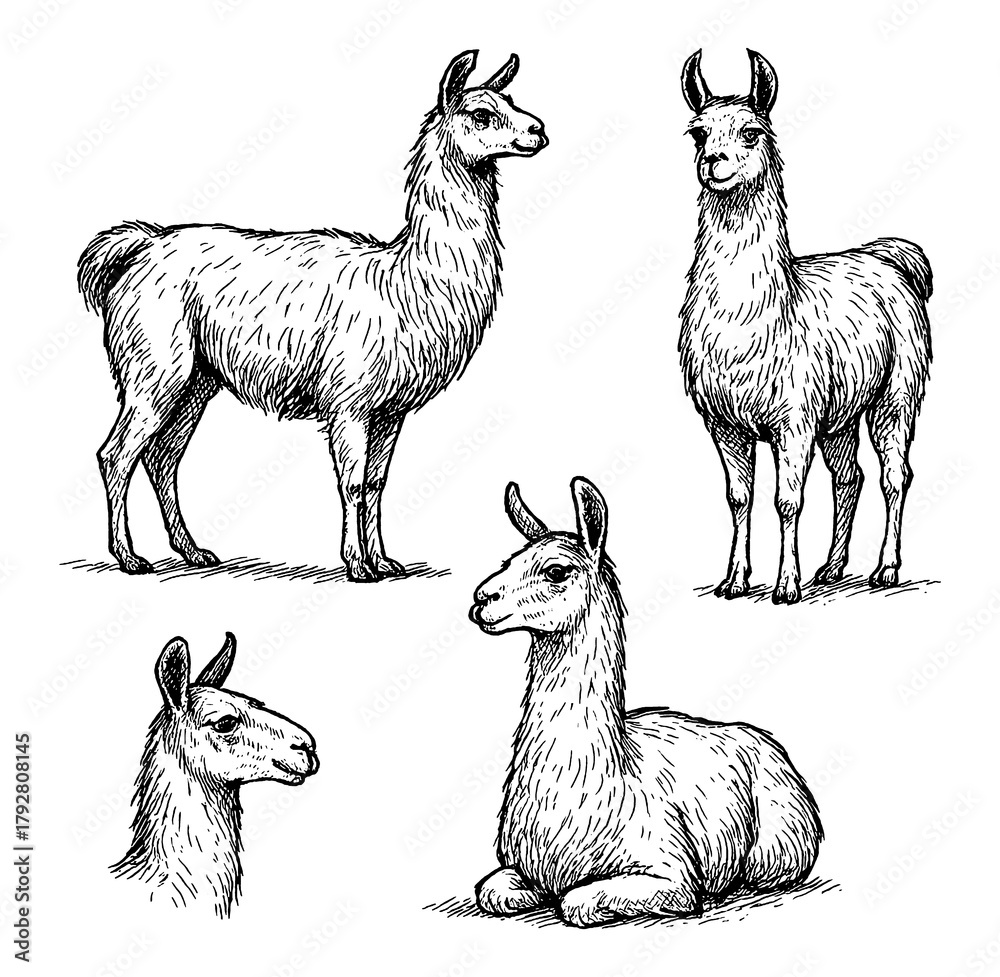 Fototapeta premium Alpaca sketches in realistic vintage engraving style with standing and sitting poses, Transparent Background