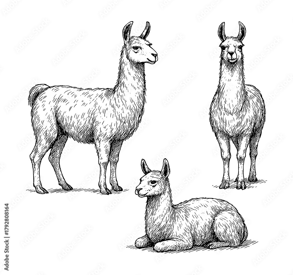 Fototapeta premium Alpaca sketches in realistic vintage engraving style with standing and sitting poses, Transparent Background