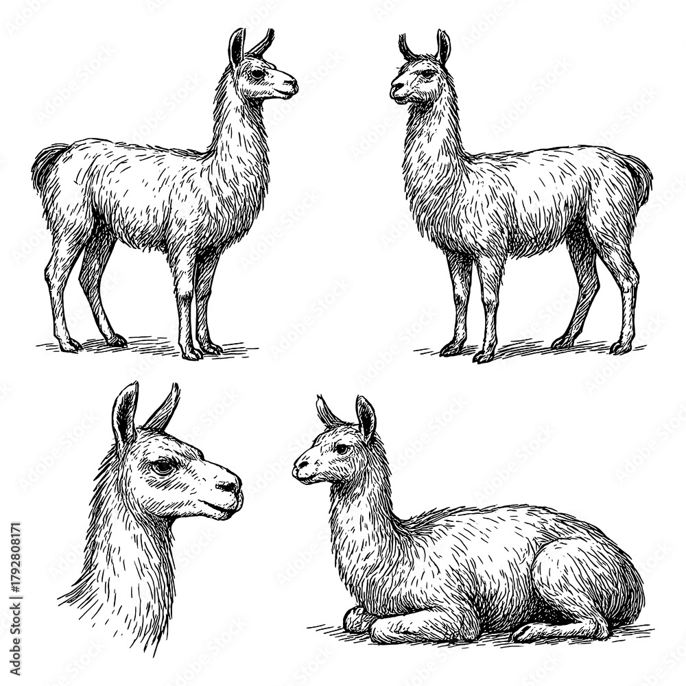 Fototapeta premium Alpaca sketches in realistic vintage engraving style with standing and sitting poses, Transparent Background