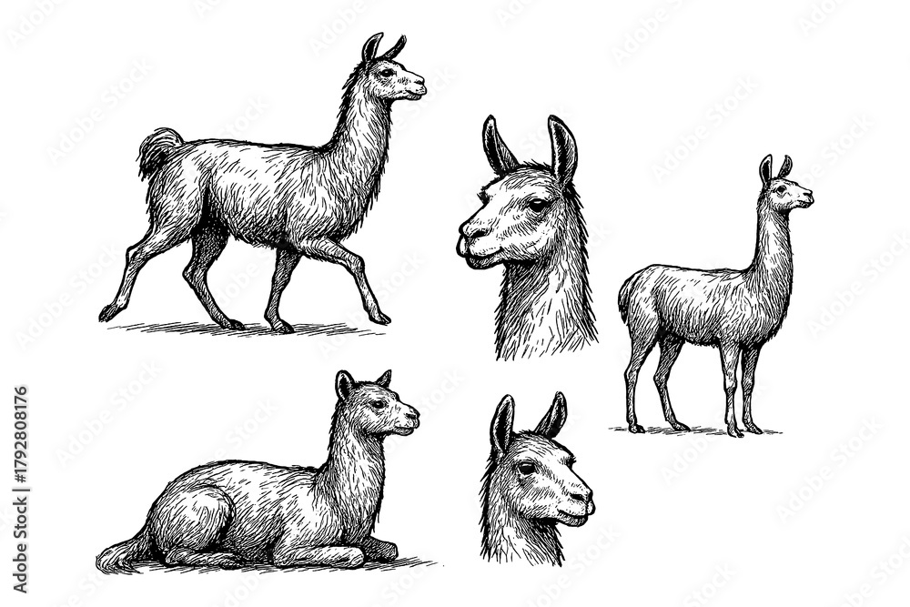 Fototapeta premium Alpaca sketches in realistic vintage engraving style with standing and sitting poses, Transparent Background