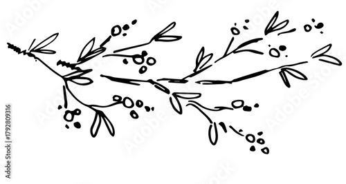A branch with winter berries and leaves. Nature and vegetation, plants, mistletoe. Flowering trees. Hand-drawn vector illustration with a black outline.
