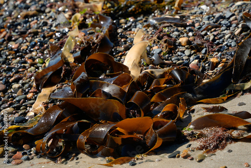 Foto Kelp algae Laminaria digitata on northern sea beach