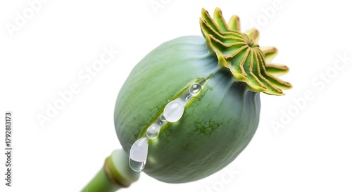 Obraz na plátně Green poppy seed pod with sepals against white