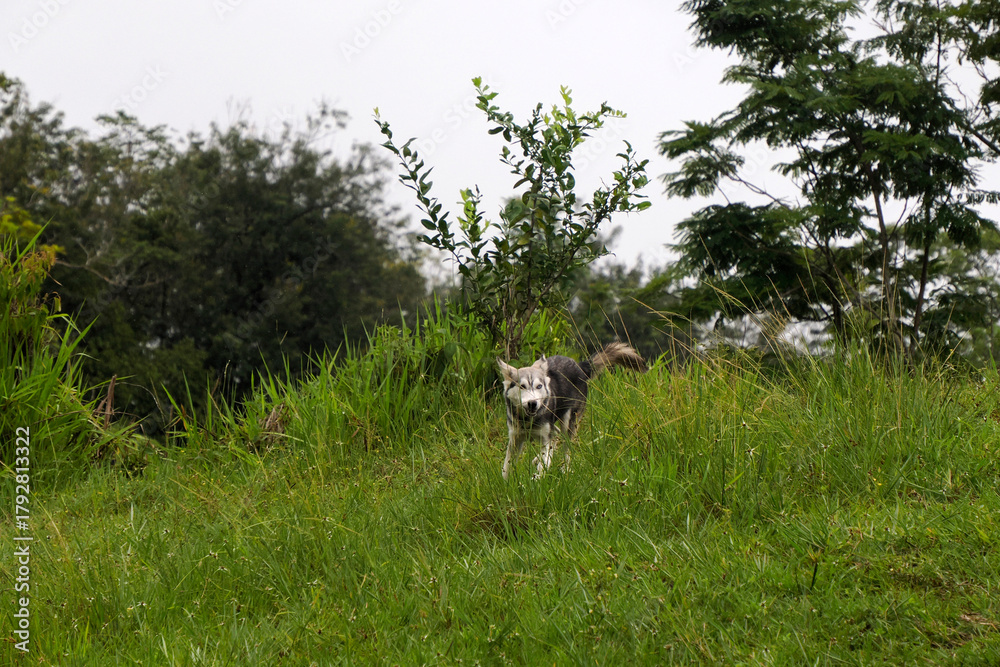 Naklejka premium dog like a wolf running in the grass