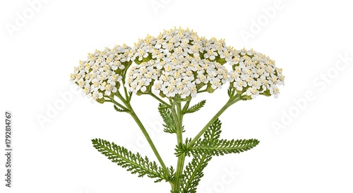 Delicate white yarrow flower cluster on white background