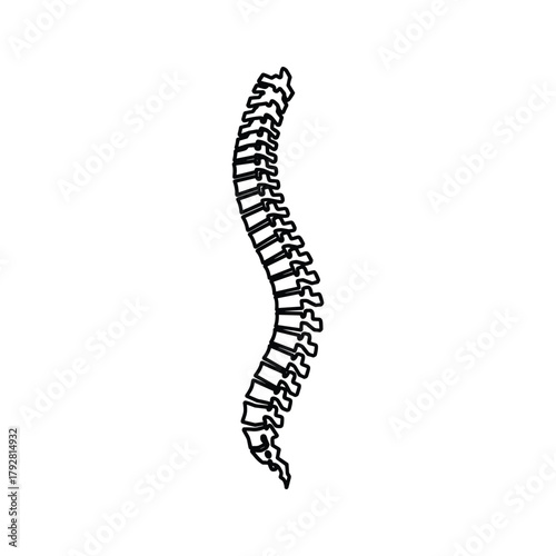 A line drawing of a human spine showing its natural curvature isolated on a