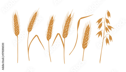 A watercolor depiction of wheat ears and dried stalks, set on a white background. It includes a hand-drawn spikelet of rye and oat.