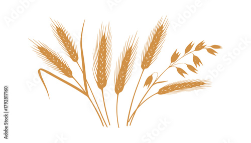 Watercolor illustration of wheat ears and dried stalks, set against a white backdrop. Includes hand-drawn spikelet of rye and oat. Great for advertising, packaging, labels, and bakeries.