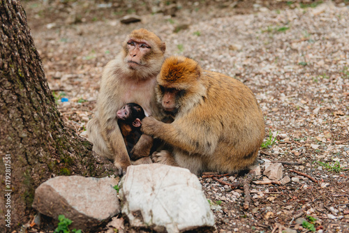 Close-up of a Barbary macaque family (Macaca sylvanus) sitting by a tree, Morocco