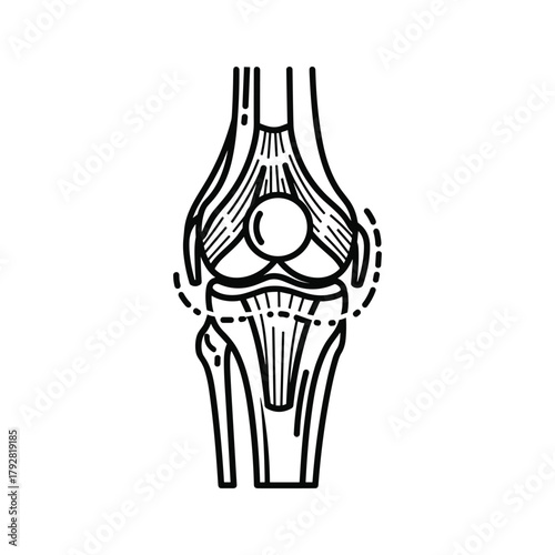 Human knee joint anatomy illustration