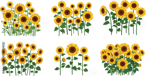 Bright yellow blooming sunflowers in clusters, garden flower field illustration for nature, summer, botanical, floral decor