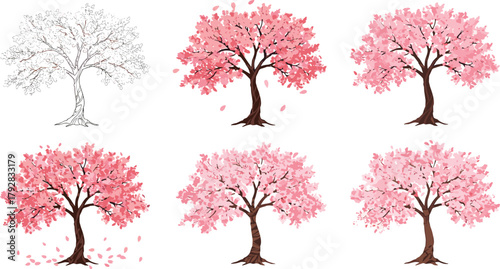 Cherry blossom tree illustration set – pink spring trees with flowers and petals