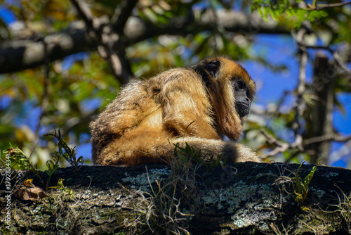 Brown howler monkey resting in the treetops under the sunlight