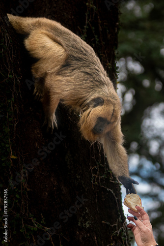 Wild howler monkey (Mono Carayá) reaching for food from a tree