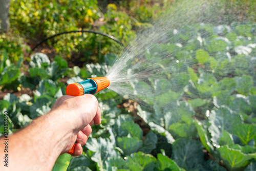 Hand of gardener holding hose and watering green plants