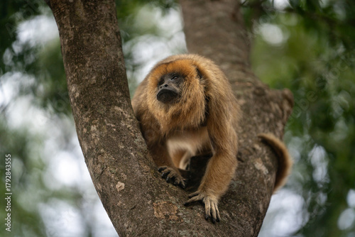 Female howler monkey resting on a tree branch in South America