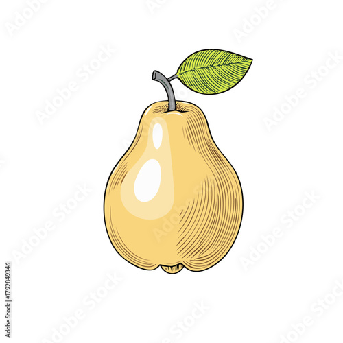 Single yellow pear with leaf in engraved style fruit illustration design