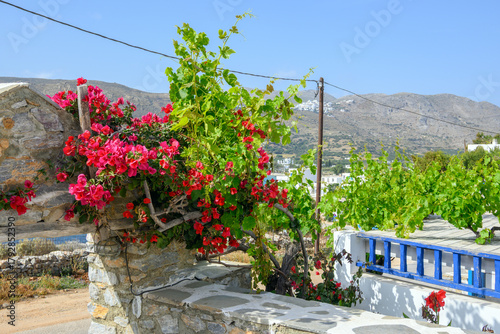 Fototapeta Naklejka Na Ścianę i Meble -  Blooming bougainvillea flowers on street in Aegiali. Amorgos island, Cyclades, Greece