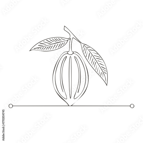 Single cocoa pod with leaves on branch minimal outline drawing